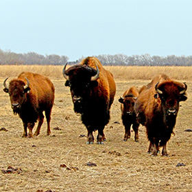 Nebraska Bison at the Crane Center near Grand Island, Nebraska