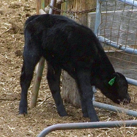 Little calf recently born is investigating the lot where it lives with its mother and the rest of the herd.