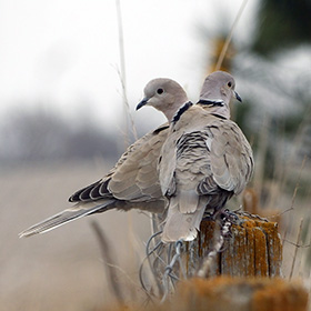 Two ring-neck doves sit on a fence post.