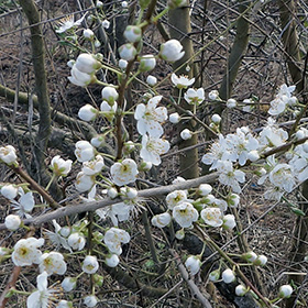 Pear Blossoms