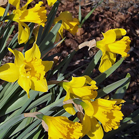 Daffodils grown by Rachel Stephens on Grand Island, Oregon