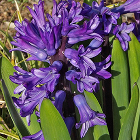 Purple Hyacinths grown by Rachel Stephens