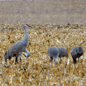 Sandhill Cranes in a corn field.