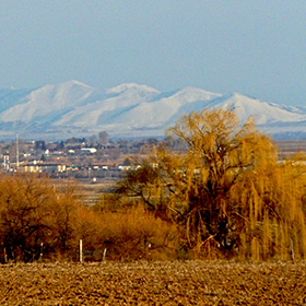 yellow willow in foreground, with snowy mountains in the background