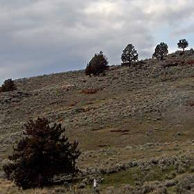 Trees on ridge in eastern Oregon