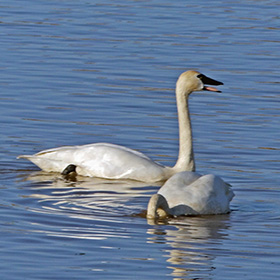 Sebastian took this photograph of a trupeter swan with its mouth open