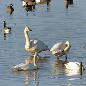Trumpeter swans and Dusky Geese enjoying the flooded fields of Grand Island, Oregon
