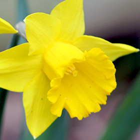 Daffodil in the backyard of Bisharat, our home in Springfield