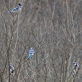 Blue jays (four of them) congregate in the forest.