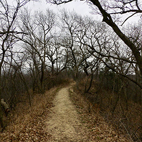 The trail along a ridge with trees looming over the trail, but as it is March, there are no leaves on the trees yet