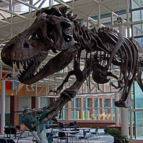Tyrranosaurus skeleton display in the common area of Western Wyoming Community College