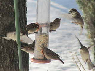 The house sparrows are very aggressive at the birdfeeder