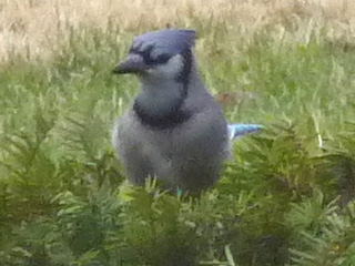 Blue jay in Springfield, Illinois in March, 2011