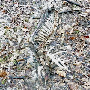 a dead deer buck who didn't survive the winter