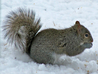 Grey and Squirrel in Illinois winter