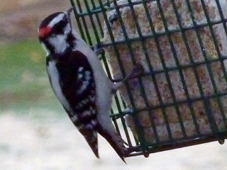 Downy Woodpecker in Illinois, February 2011