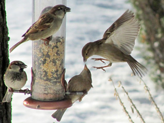 House Sparrows dominate the bird feeder