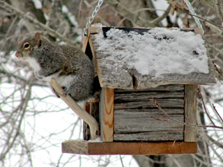 Grey squirrel in birdhouse