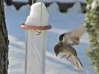 Aggressive sparrows fight at birdfeeder