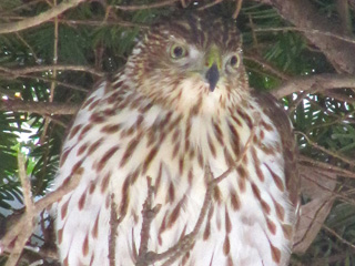 Hawk in the bush