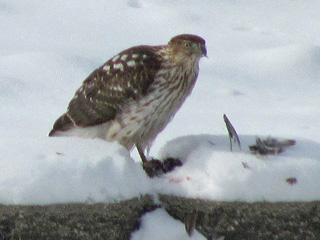 Hawk eating a freshly killed Sparrow