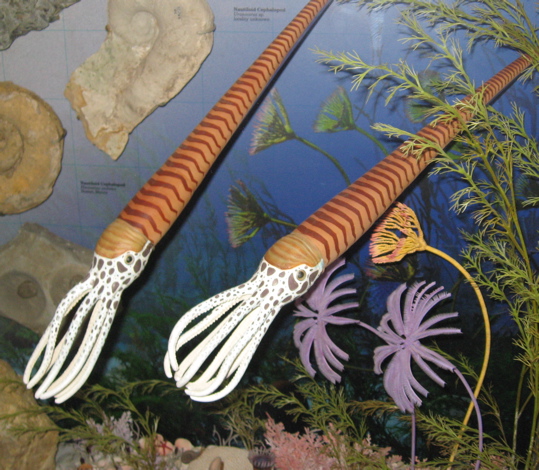 Ordovician Fauna (Actinoceras)