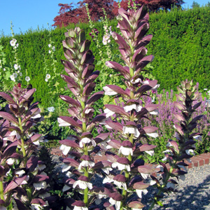 Bear's Breeches (Acanthus Mollis) 蛤蜊花  Native Range: South Europe, Northwestern Africa (原產地: 南歐、西北非) Bloom time: June to July (開花時間在6至7月) Bloom description: white (白花) Sun: Full sun to part shade 全日照到部份蔭涼 Height: 3 to 5 feet (植株高度在3至5英尺)