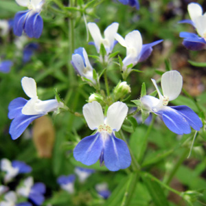 Blue-eyed Mary (Collinsia grandiflora) 柯林草 Native Range: Western North America (原產地在北美洲西部) Bloom time: Spring to early summer (開花時間: 春天至初夏) Bloom description: Pea-like flowers with violet lower lip and white upper lip(似豌豆般的花朵，下端的花唇呈現紫色，上端的花唇呈現白色) Height: To 1.1 feet 植株高度至1.1英尺