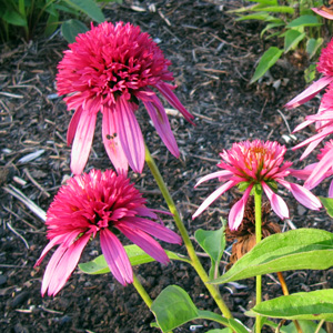 Coneflower 紅色紫錐花