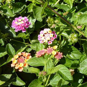 Wild-sage (Lantana camara) 馬櫻丹   Native Range: Central America, South America (原產地在中、南美洲) Bloom time: Late spring to fall (開花時間在晚春至秋季) Bloom description: yellow/white (黃/白色) Sun: Full sun (全日照) Height: 3 to 6 feet (植株高度在3至6英尺)