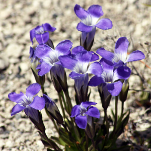 Lesser Fringed Gentian (Gentianopsis procera) 碎花邊龍膽 Native Range: Eastern and Midwestern America (原產地在美國東部和中西部) Bloom time: August to October (開花時間: 8-10月) Bloom description: purplish or white flowers (紫或白花) Height: 0.07-0.45m (高度0.07-0.45米)