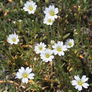 Field Chickweed (Cerastium arvense) 卷耳 Native Range: Europe, North America and South America (原產地在歐洲、北美洲和南美洲) Bloom time: Late Spring to early summer (開花時間: 晚春到初夏) Bloom description: White (白花) Height: 0.1 - 0.25m (高度: 0.1-0.25米) Common names (俗稱): Field mouse-ear  Photo: Yellowstone National Park, USA-美國黃石國家公園