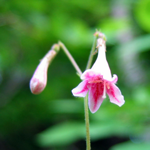 Twinflower (Linnaea borealis) 林奈花 Native Range: North American(原產地在北美洲) Bloom time: June to July (開花時間: 6-7月) Bloom description: Funnel-shaped, pink to whitish, five petals (漏斗狀，粉紅帶白，五瓣)  Height: 0.07 to 0.15 m (高度0.07至0.15米)