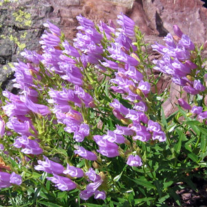 Shrubby Beardtongue (Penstemon ellipticus) 灌木釣鐘柳 Native Range: Western North America (原產地在北美洲的西部) Bloom time: Late spring to summer (開花時間: 晚春-夏季) Bloom description: Light purple (淡紫花) Height: 0.15 to 0.4 m (高度0.15-0.4米) Common name (俗稱): Bush Beardtongue  This plant grows on the rocky places. (這種植物生長在岩石上)