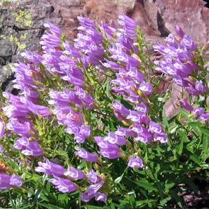 Shrubby Beardtongue (Penstemon ellipticus) 灌木釣鐘柳 Native Range: Western North America (原產地在北美洲的西部) Bloom time: Late spring to summer (開花時間: 晚春-夏季) Bloom description: Light purple (淡紫花) Height: 0.15 to 0.4 m (高度0.15-0.4米) Common name (俗稱): Bush Beardtongue This plant grows on the rocky places. (這種植物生長在岩石上)
