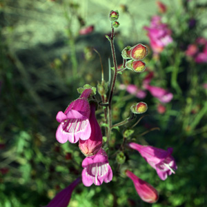 Beardtongue (Penstemon rupicola) 釣鐘柳