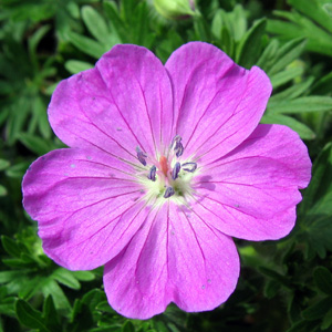 Cranesbill 老鶴草