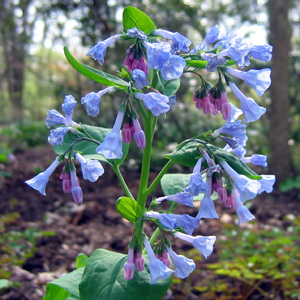 Virginia Bluebells (Mertensia virginica) 藍鈴花