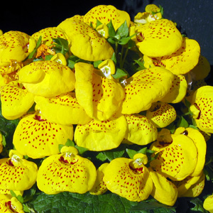 Calceolaria 蒲包花