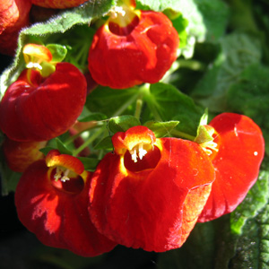 Calceolaria 蒲包花