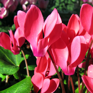 Sowbread (Cyclamen purpurascens)仙來客