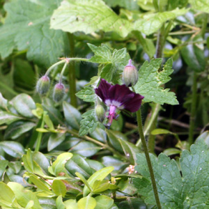 Inside-out-flower (Vancouveria hexandra) grow nearby the hill of Bran Castle, Romania 暗紅色的花卉生長在羅馬尼亞的布朗堡附近的山丘上