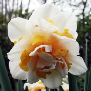 Daffodil水仙-Tamar Fire (Netherlands荷蘭）