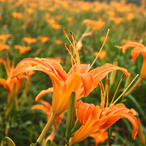 Golden daylily (Hemerocallis fulva) 金針花 - Taiwan台灣