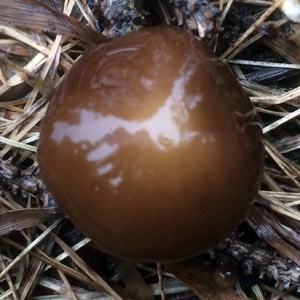 Suillus (褐環乳牛肝菌) from Oregon 菌類 