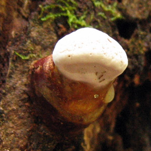 Fungus (菌類)
