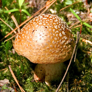 Puffball Fungus (馬勃菌) from Oregon