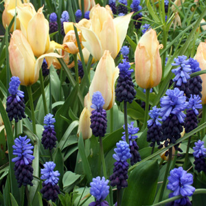 Grape Hyacinth (Muscari) 串鈴花-Netherlands荷蘭