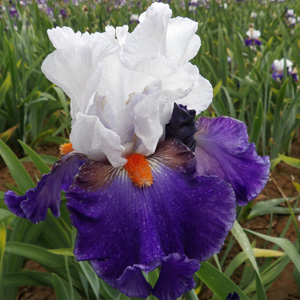 Iris "Slovak Prince" 