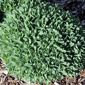 Stonecrop (Sedum) 景天